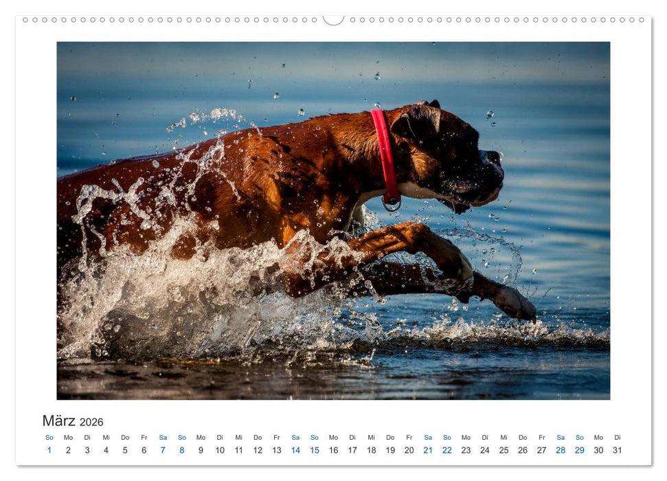 Deutscher Boxer - Boxer im Wasser 2026 (CALVENDO Premium Wandkalender 2026)