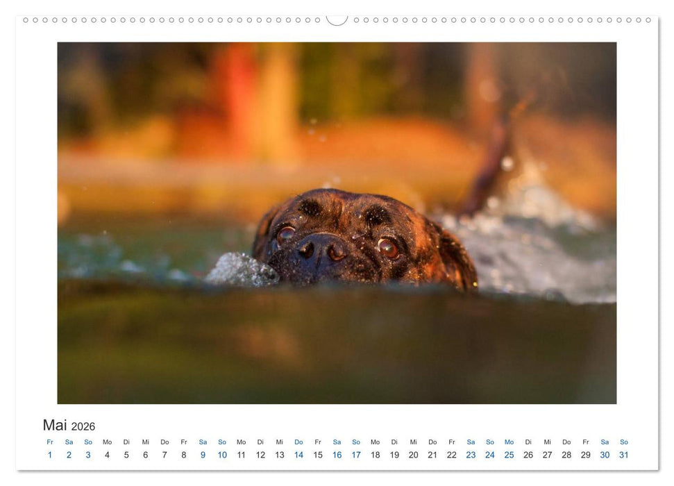 Deutscher Boxer - Boxer im Wasser 2026 (CALVENDO Premium Wandkalender 2026)