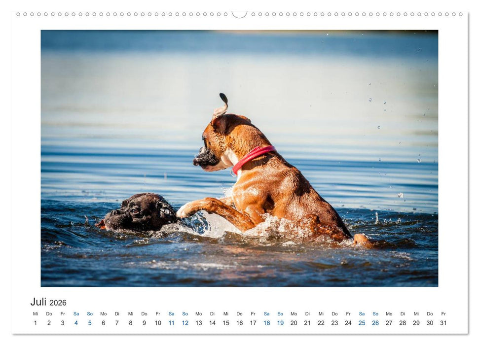 Deutscher Boxer - Boxer im Wasser 2026 (CALVENDO Premium Wandkalender 2026)