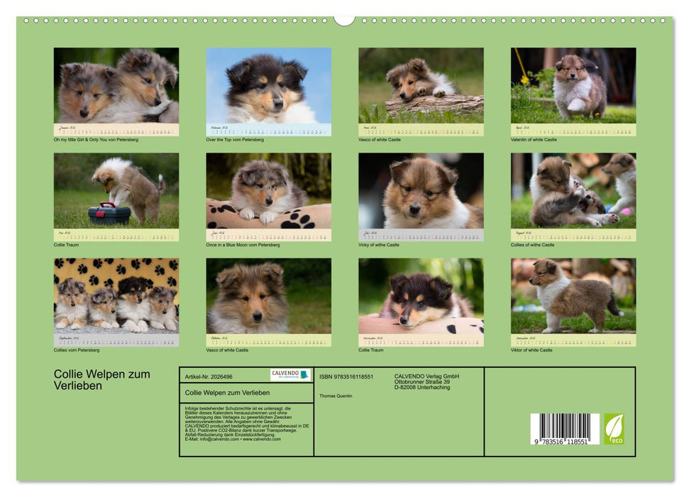 Collie Welpen zum Verlieben (CALVENDO Premium Wandkalender 2026)