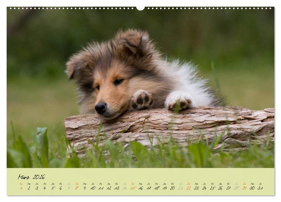 Collie Welpen zum Verlieben (CALVENDO Premium Wandkalender 2026)