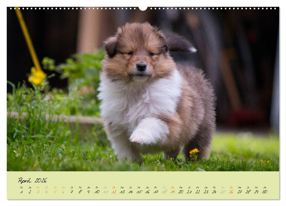 Collie Welpen zum Verlieben (CALVENDO Premium Wandkalender 2026)
