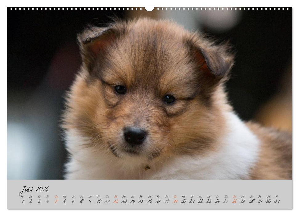 Collie Welpen zum Verlieben (CALVENDO Premium Wandkalender 2026)