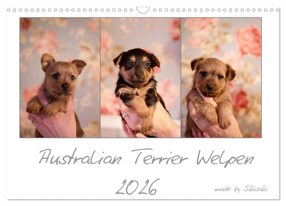 Australian Terrier Welpen (CALVENDO Wandkalender 2026)