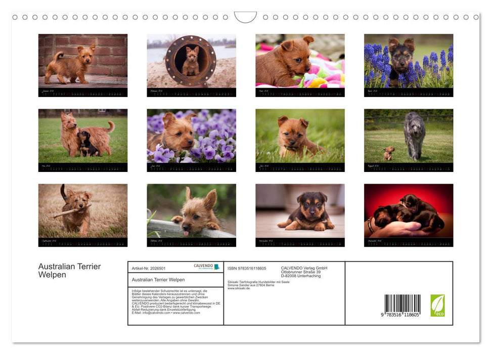 Australian Terrier Welpen (CALVENDO Wandkalender 2026)