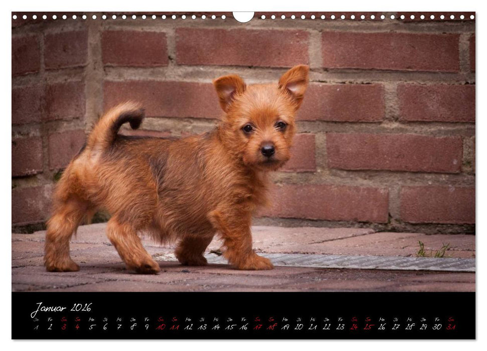Australian Terrier Welpen (CALVENDO Wandkalender 2026)