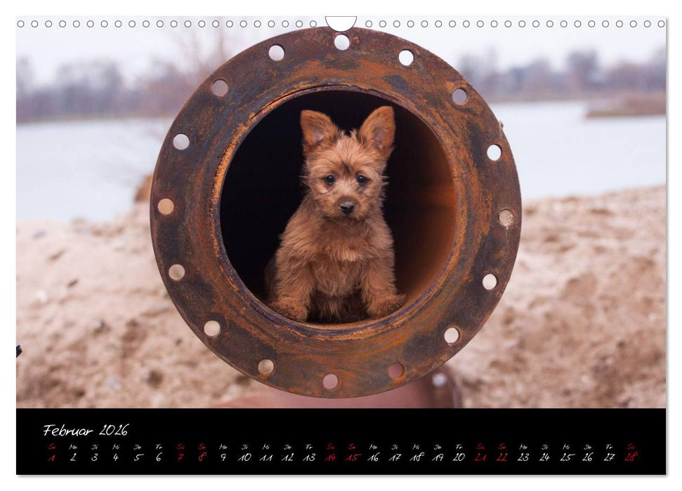 Australian Terrier Welpen (CALVENDO Wandkalender 2026)