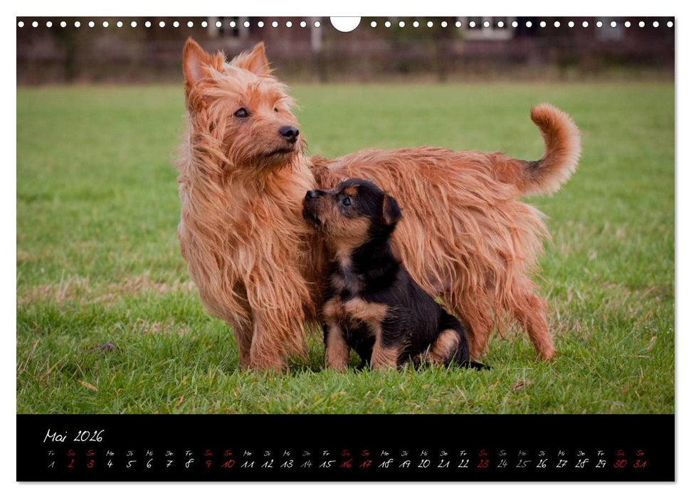 Australian Terrier Welpen (CALVENDO Wandkalender 2026)