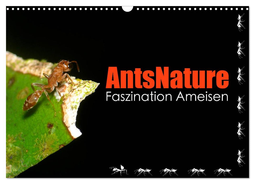 AntsNature - Faszination Ameisen (CALVENDO Wandkalender 2026)
