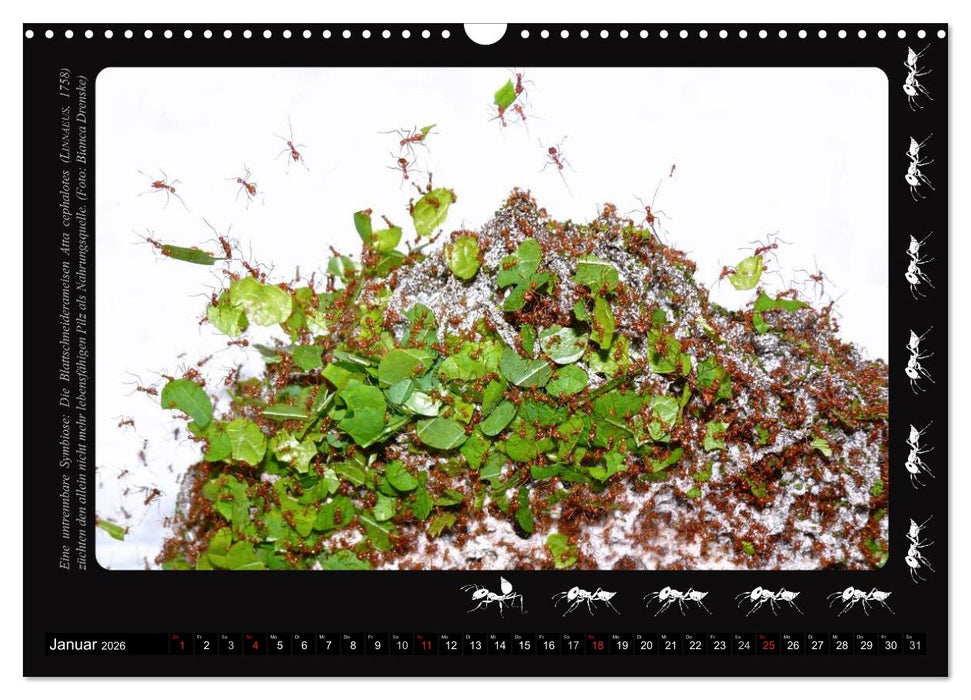 AntsNature - Faszination Ameisen (CALVENDO Wandkalender 2026)