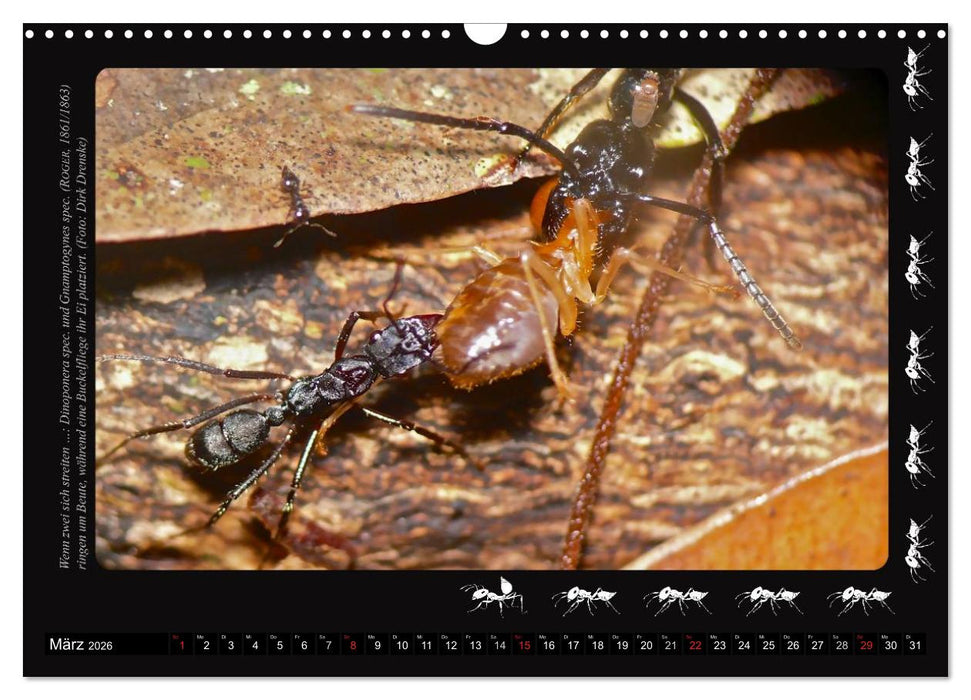 AntsNature - Faszination Ameisen (CALVENDO Wandkalender 2026)