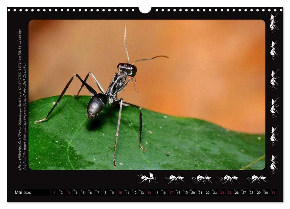 AntsNature - Faszination Ameisen (CALVENDO Wandkalender 2026)