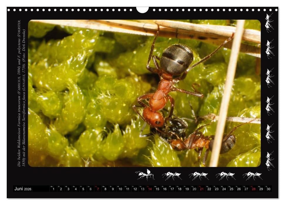 AntsNature - Faszination Ameisen (CALVENDO Wandkalender 2026)