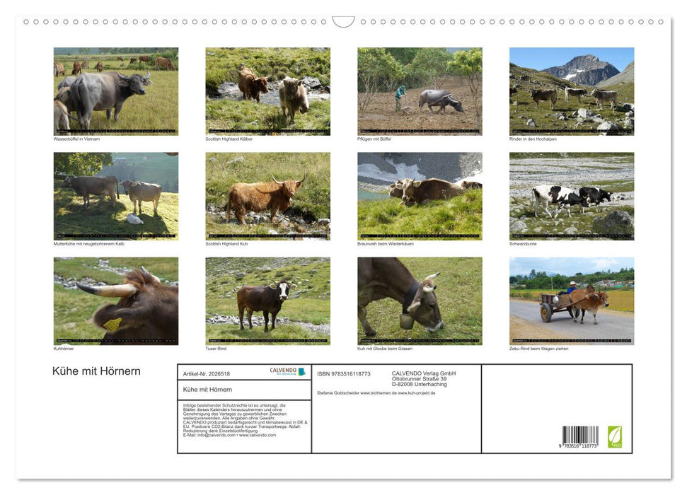 Kühe mit Hörnern (CALVENDO Wandkalender 2026)