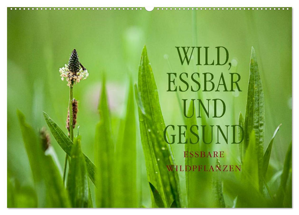 WILD, ESSBAR UND GESUND Essbare Wildpflanzen (CALVENDO Wandkalender 2026)