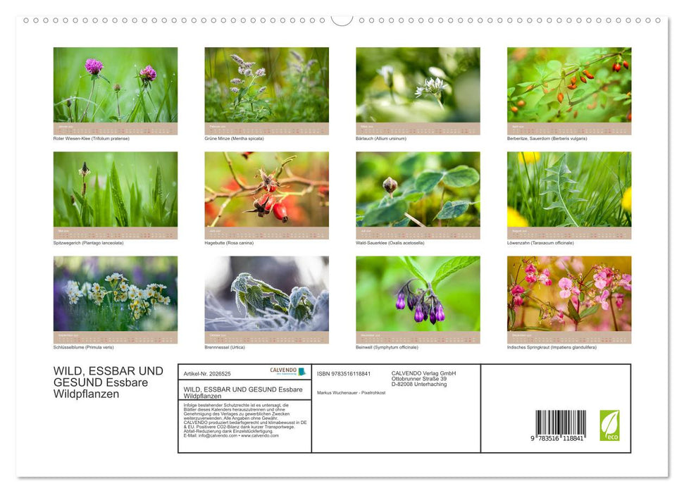 WILD, ESSBAR UND GESUND Essbare Wildpflanzen (CALVENDO Wandkalender 2026)