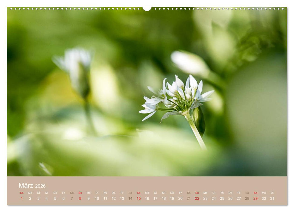 WILD, ESSBAR UND GESUND Essbare Wildpflanzen (CALVENDO Wandkalender 2026)
