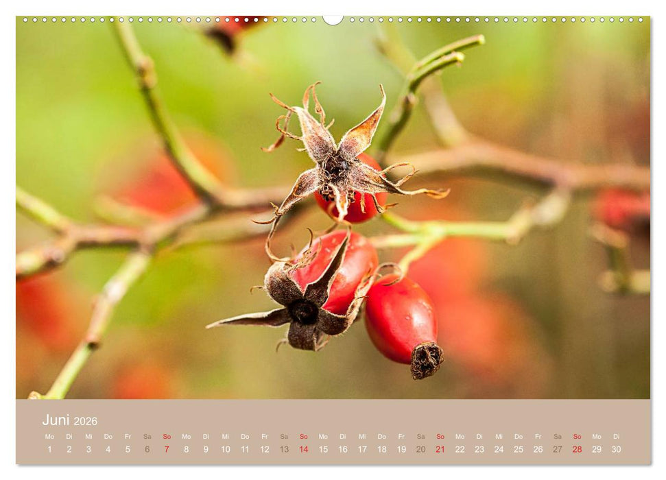 WILD, ESSBAR UND GESUND Essbare Wildpflanzen (CALVENDO Wandkalender 2026)