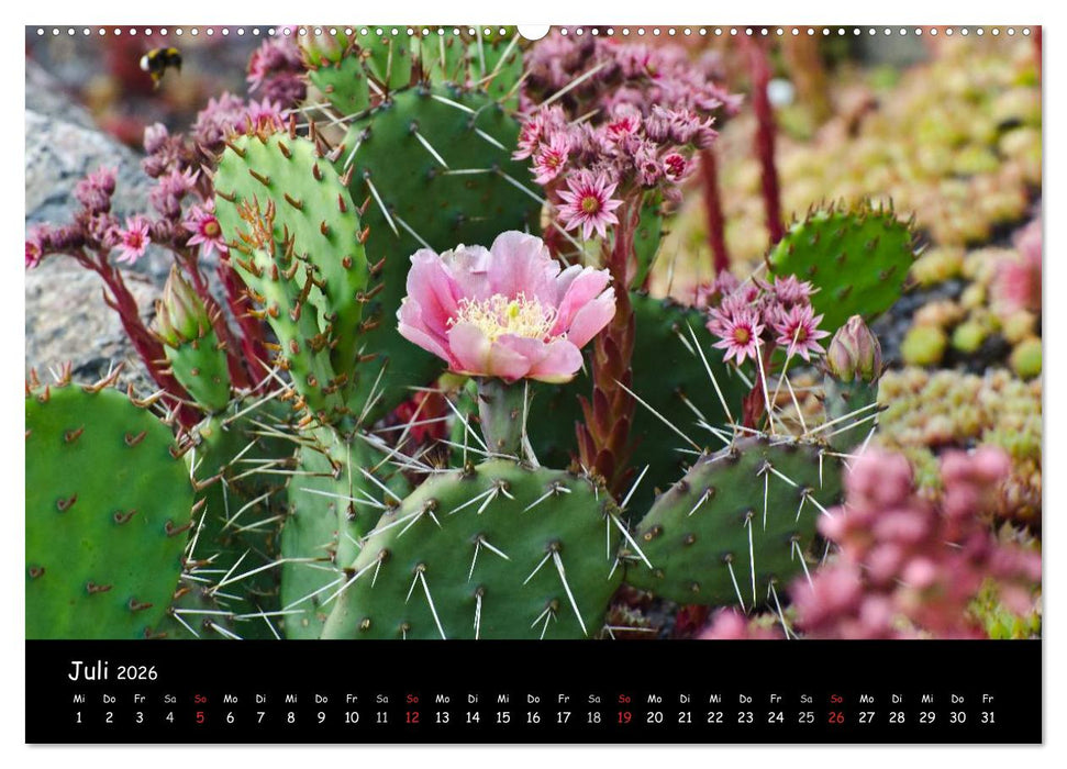 Findlingspark Nochten 2026 (CALVENDO Premium Wandkalender 2026)