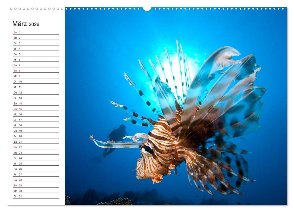 Tauchen - Abenteuer in Neptuns Wunderwelt (CALVENDO Premium Wandkalender 2026)