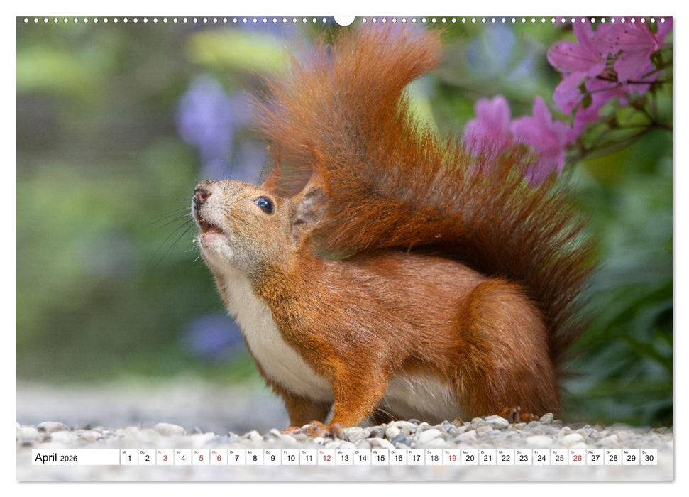 Eichhörnchen im Königlichen Garten (CALVENDO Premium Wandkalender 2026)