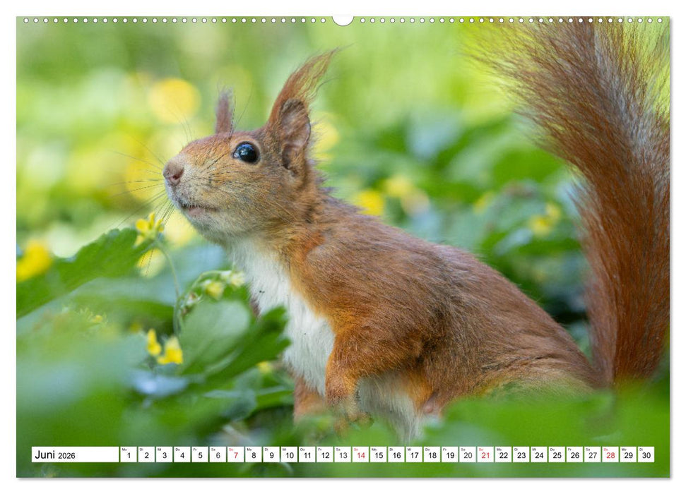 Eichhörnchen im Königlichen Garten (CALVENDO Premium Wandkalender 2026)