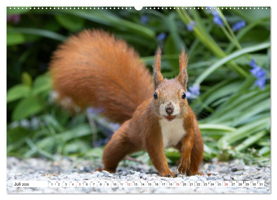 Eichhörnchen im Königlichen Garten (CALVENDO Premium Wandkalender 2026)