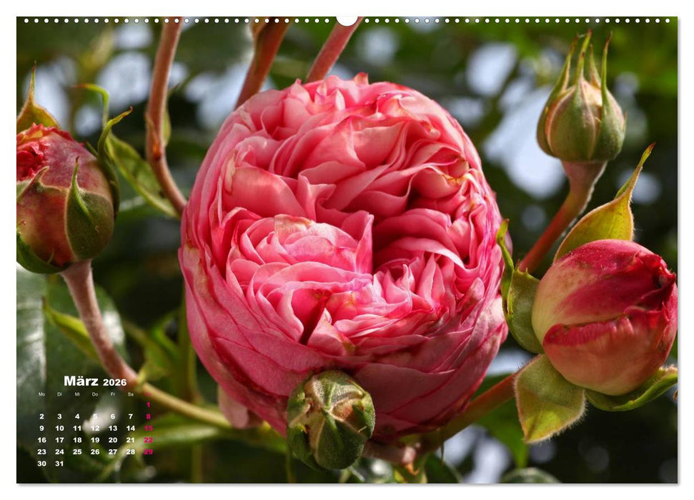 Zauberhafter Rosenreigen (CALVENDO Premium Wandkalender 2026)