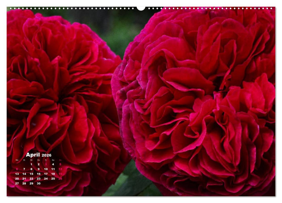 Zauberhafter Rosenreigen (CALVENDO Premium Wandkalender 2026)