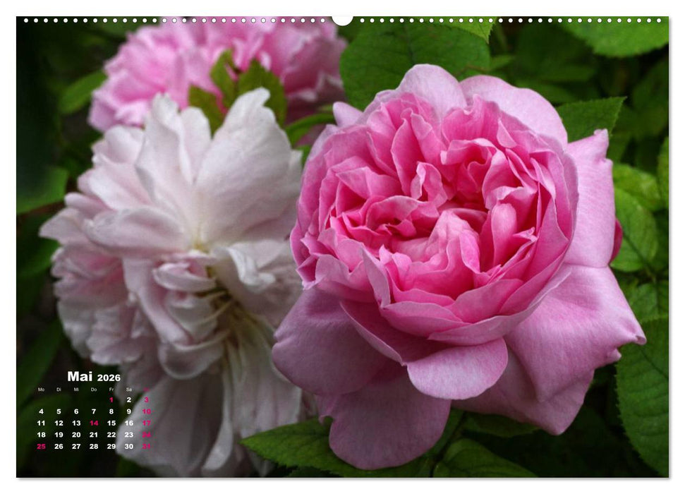 Zauberhafter Rosenreigen (CALVENDO Premium Wandkalender 2026)