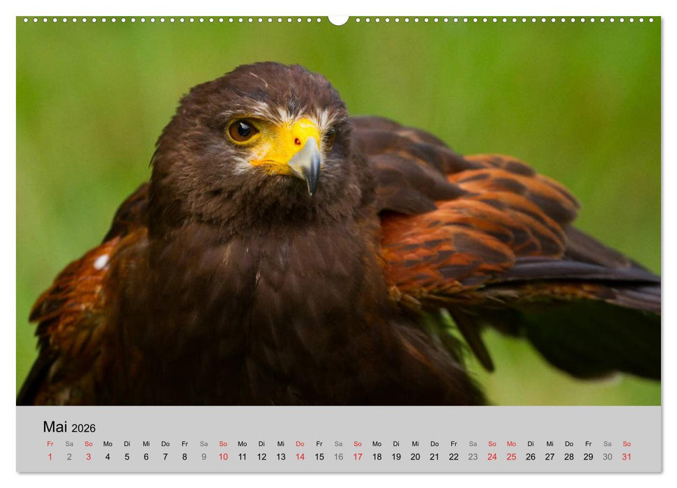Scharfblick (CALVENDO Premium Wandkalender 2026)