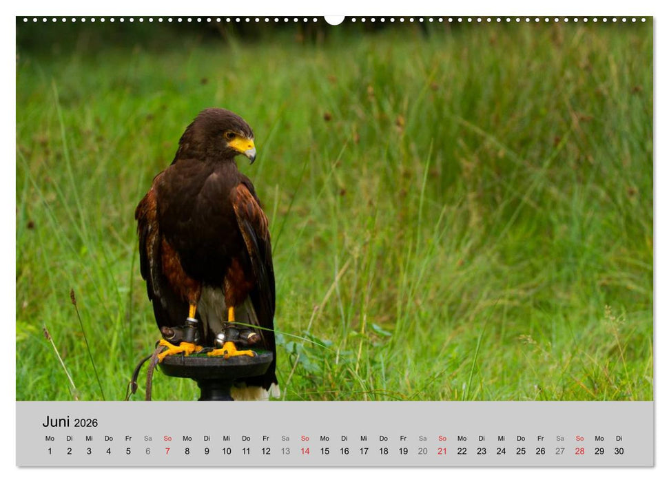 Scharfblick (CALVENDO Premium Wandkalender 2026)