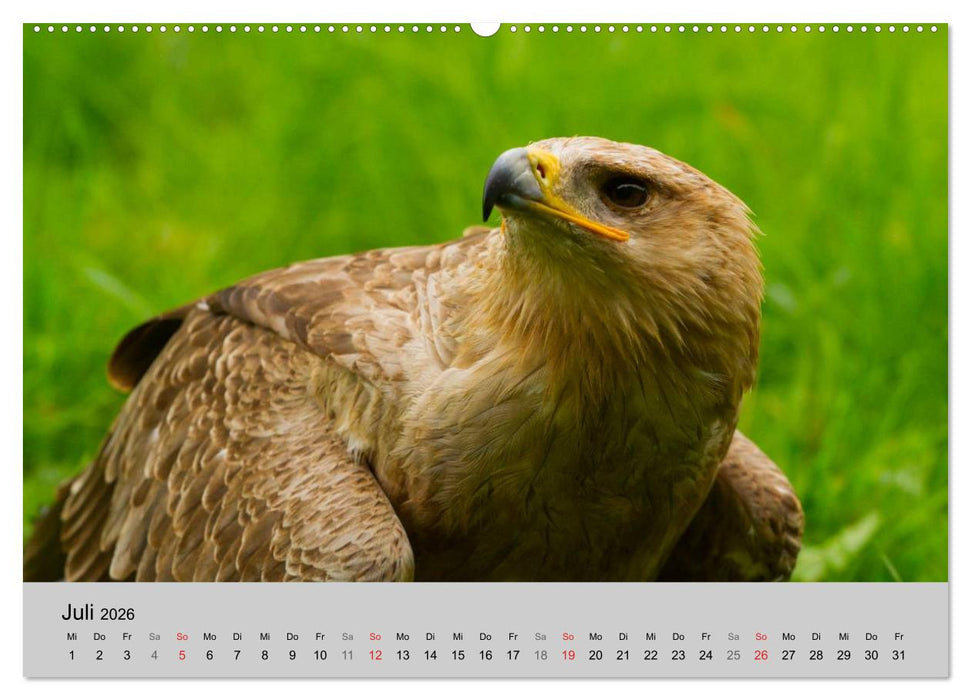 Scharfblick (CALVENDO Premium Wandkalender 2026)