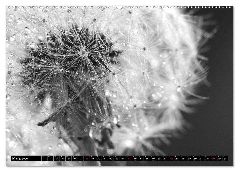 Pusteblume - Impressionen in schwarzweiß (CALVENDO Premium Wandkalender 2026)