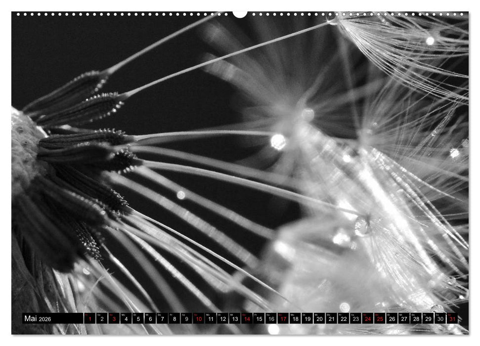 Pusteblume - Impressionen in schwarzweiß (CALVENDO Premium Wandkalender 2026)