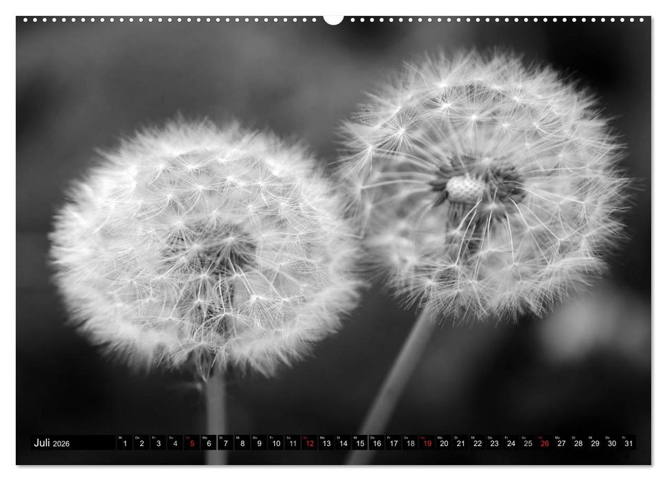 Pusteblume - Impressionen in schwarzweiß (CALVENDO Premium Wandkalender 2026)