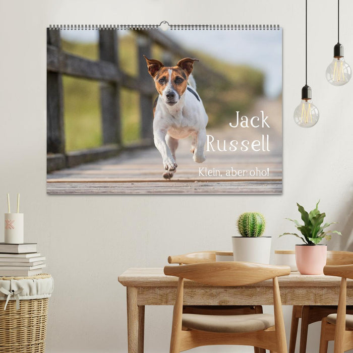 Jack Russell - Klein, aber oho! (CALVENDO Wandkalender 2026)