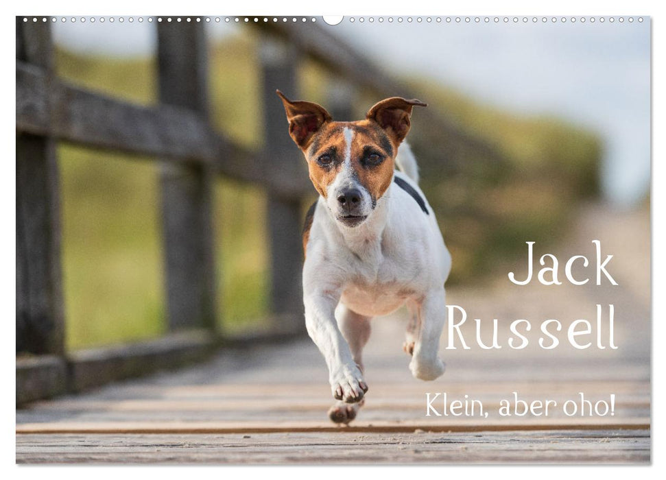 Jack Russell - Klein, aber oho! (CALVENDO Wandkalender 2026)