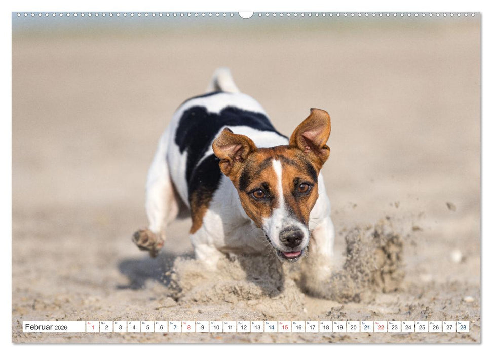 Jack Russell - Klein, aber oho! (CALVENDO Wandkalender 2026)
