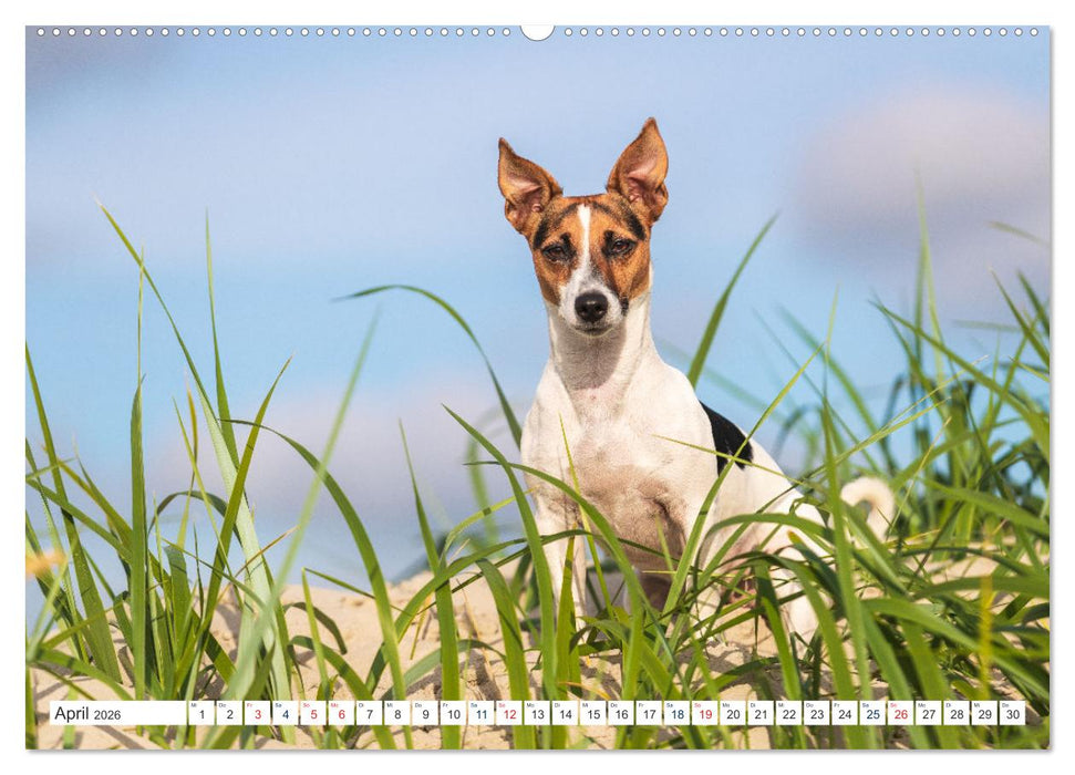 Jack Russell - Klein, aber oho! (CALVENDO Wandkalender 2026)