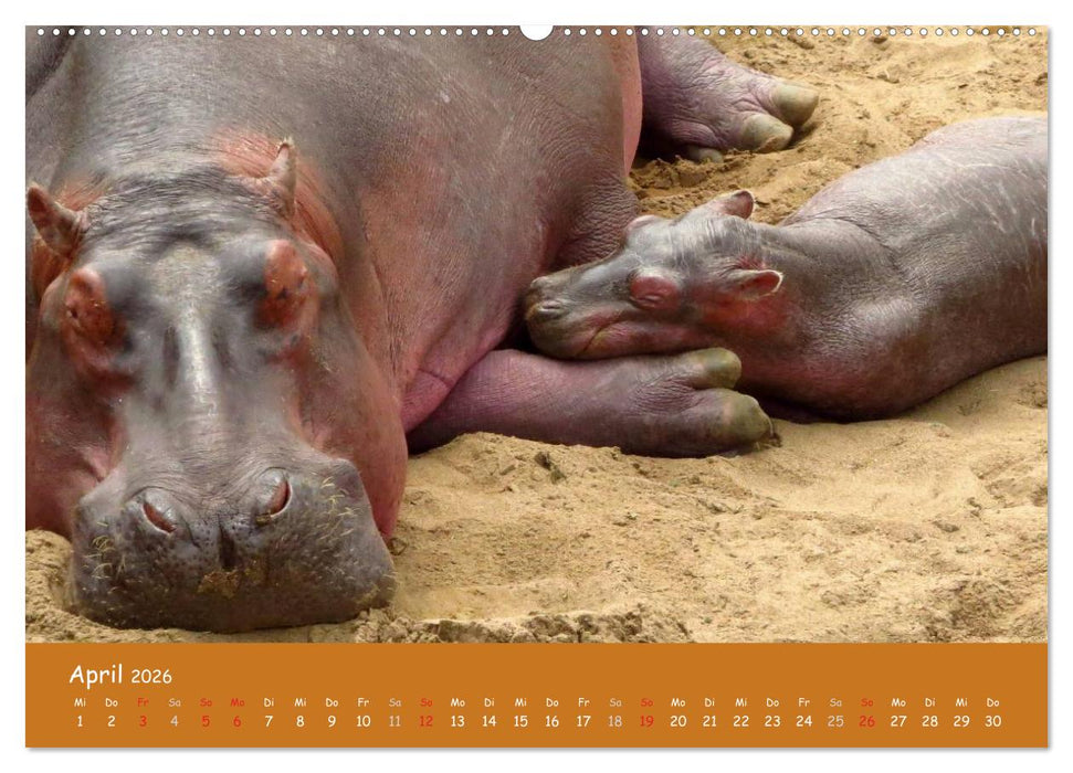 Auge in Auge mit den Tieren Afrikas (CALVENDO Wandkalender 2026)
