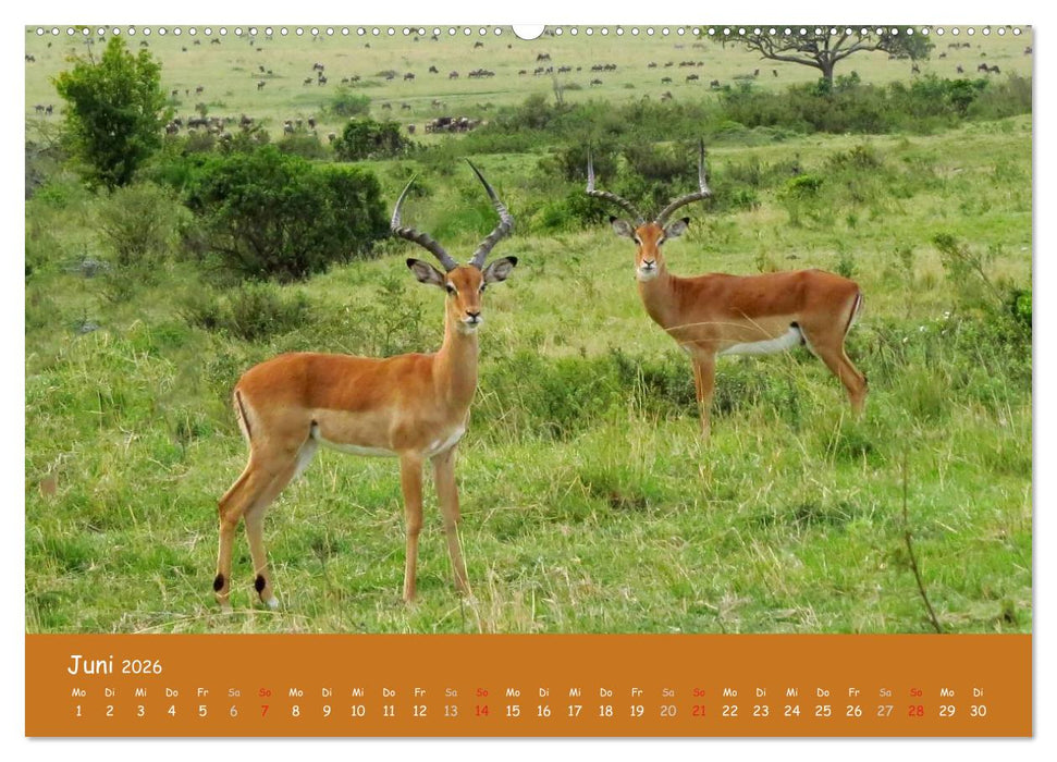 Auge in Auge mit den Tieren Afrikas (CALVENDO Wandkalender 2026)