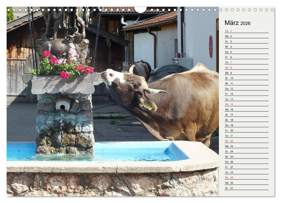Schwangauer Momente (CALVENDO Wandkalender 2026)