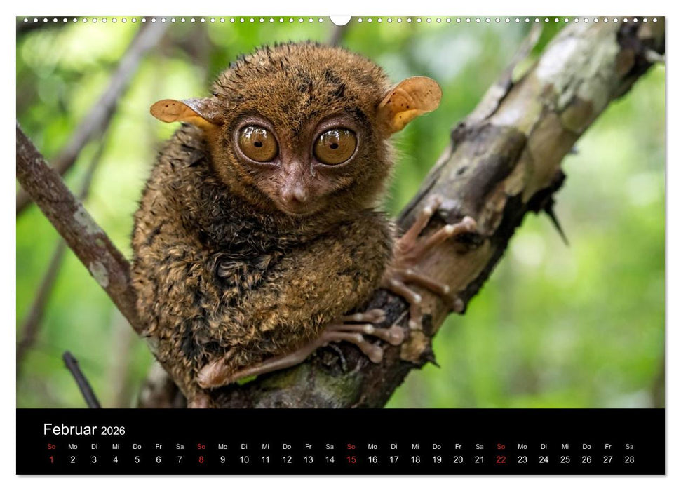 Philippinen - Natur und Fiesta (CALVENDO Wandkalender 2026)