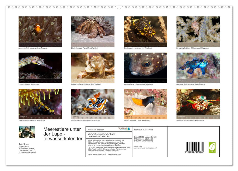 Meerestiere unter der Lupe - Unterwasserkalender (CALVENDO Premium Wandkalender 2026)