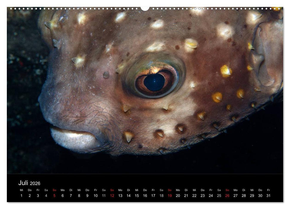 Meerestiere unter der Lupe - Unterwasserkalender (CALVENDO Premium Wandkalender 2026)