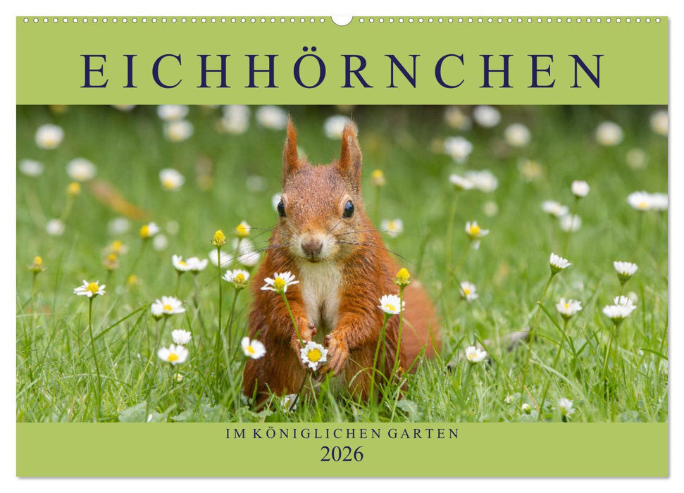 Eichhörnchen im Königlichen Garten (CALVENDO Wandkalender 2026)
