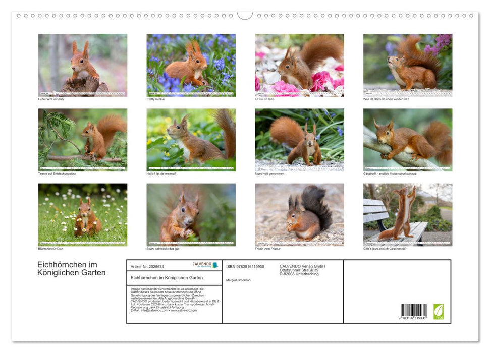 Eichhörnchen im Königlichen Garten (CALVENDO Wandkalender 2026)