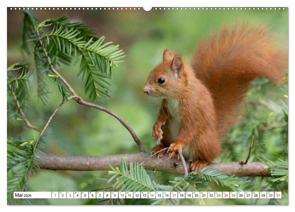 Eichhörnchen im Königlichen Garten (CALVENDO Wandkalender 2026)