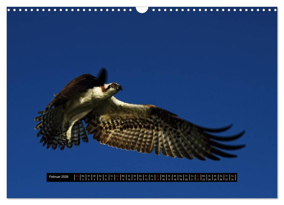 Florida Impressionen (CALVENDO Wandkalender 2026)